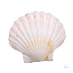 Coquille Saint-Jacques porte-bonheur chrétien