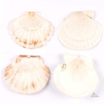 Porte-bonheur en forme de coquille Saint-Jacques