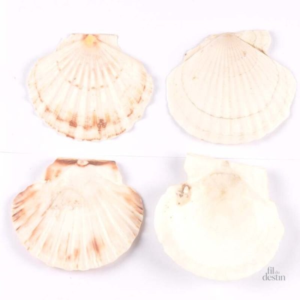 Porte-bonheur en forme de coquille Saint-Jacques