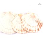 Coquille Saint-Jacques symbole de protection spirituelle