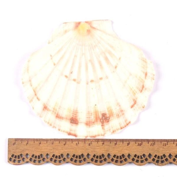 Amulette de foi : coquille Saint-Jacques chrétienne