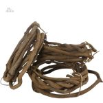 Lianes de banian porte-bonheur hindou