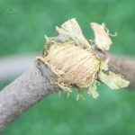 Lianes de banian, symbole de chance et de sagesse