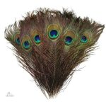 Plumes de paon porte-bonheur indien en décoration spirituelle