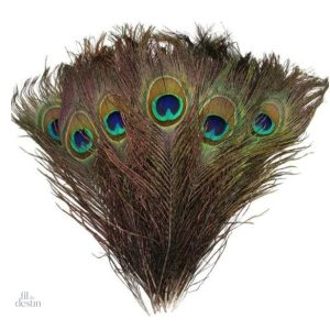 Plumes de paon porte-bonheur indien en décoration spirituelle
