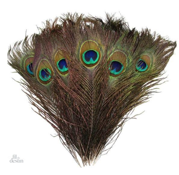 plumes-de-paon-porte-bonheur-1 Plumes de paon porte-bonheur indien en décoration spirituelle