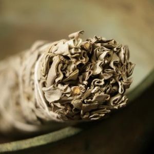 Plante porte-bonheur de la tradition grecque et romaine