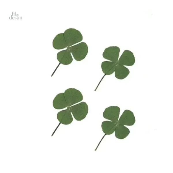 trefle-a-quatre-feuilles-seche-1 Trèfle à quatre feuilles séché, symbole de chance